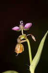 Nakedstem dewflower